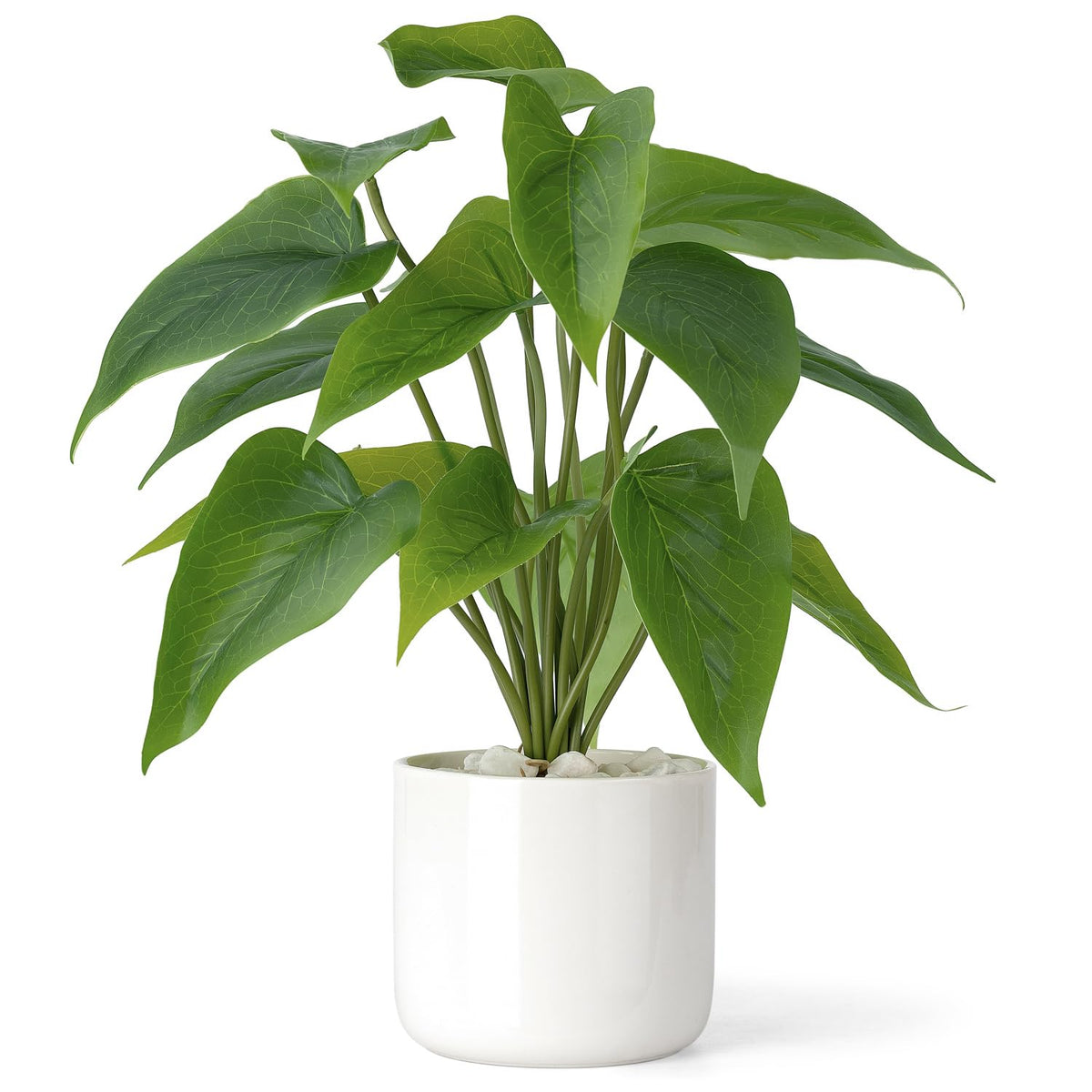 Resolutions for a Greener Home 🌿