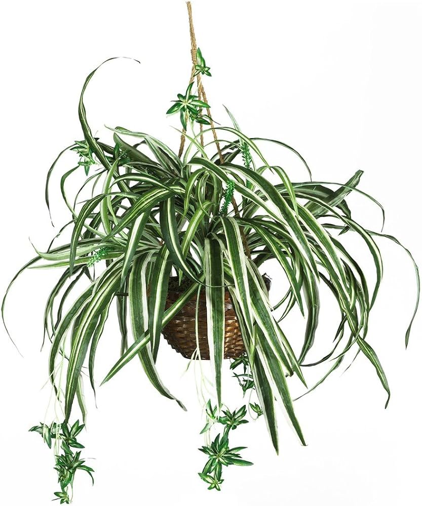 Decorate with Spider Plants This Year (2026 Guide)