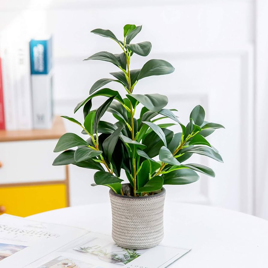 Boss Day – Top 10 Desktop Trees Under $50