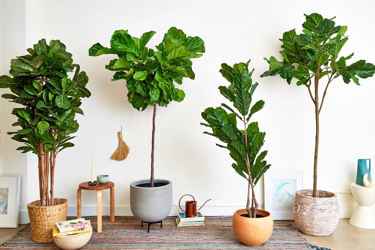 Why Artificial Fiddle Leaf Fig Trees Are All the Rage in 2026