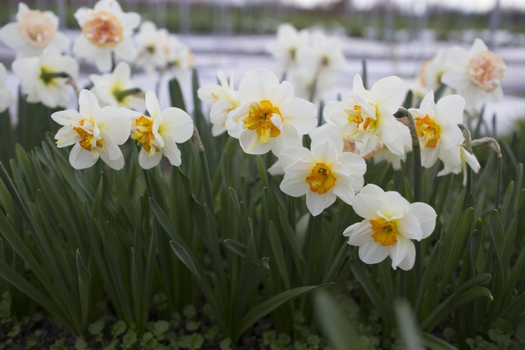 December’s Birth Flower: Narcissus &amp; Holly