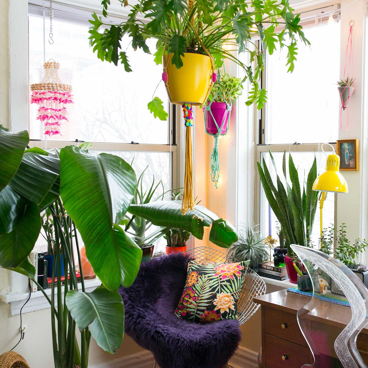 Our Top 25 Favorite Hanging Plants for 2026