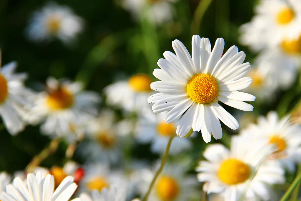 The Complete History and Meaning of April’s Birthflower: Daisies
