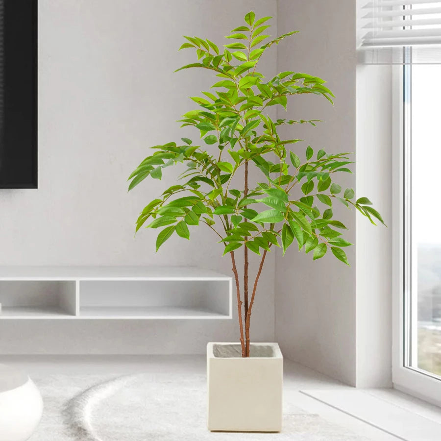 Ficus Aura