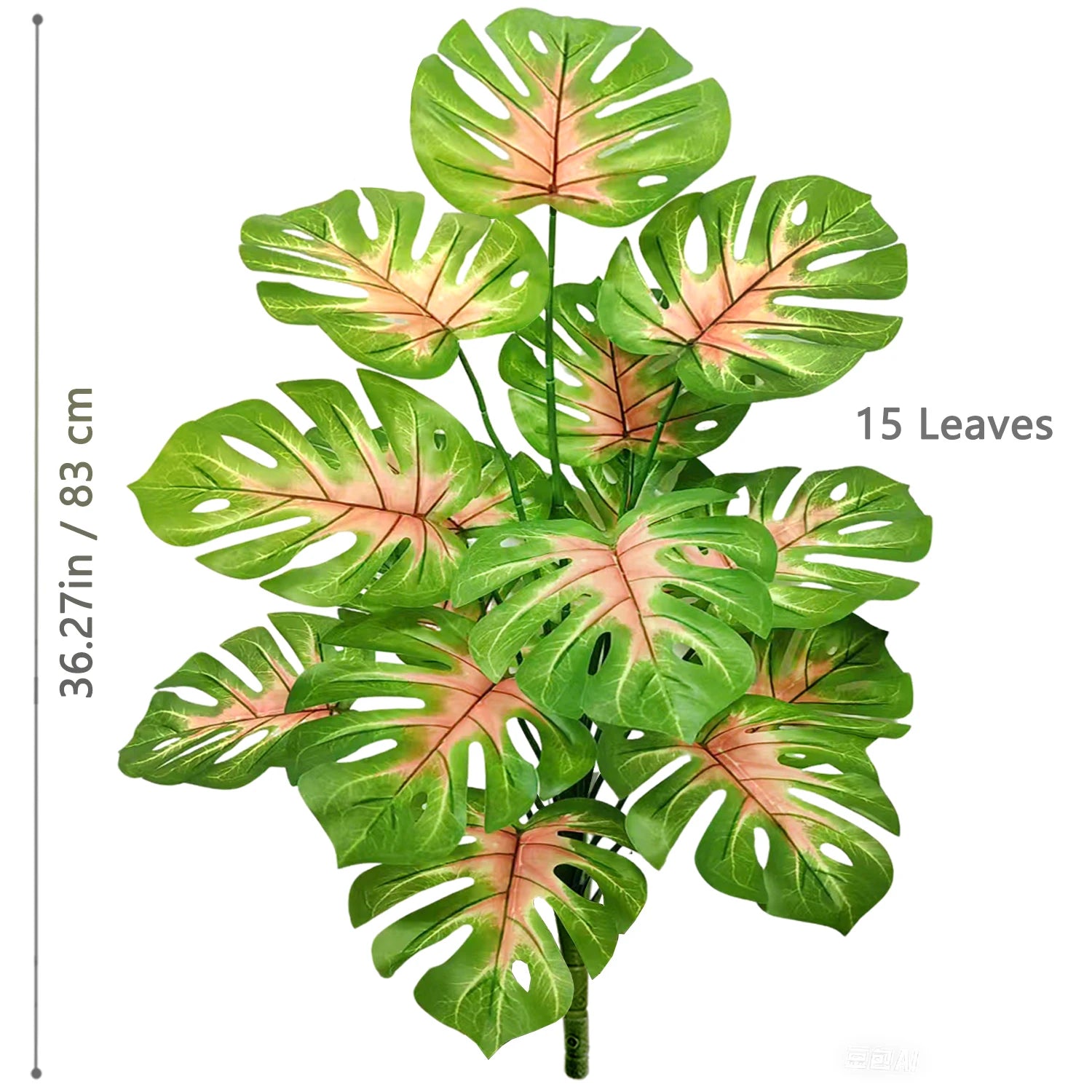 Turtle Monstera Stem