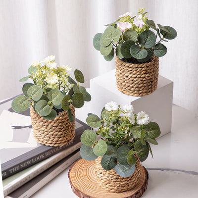 Eucalyptus Xiya Flower