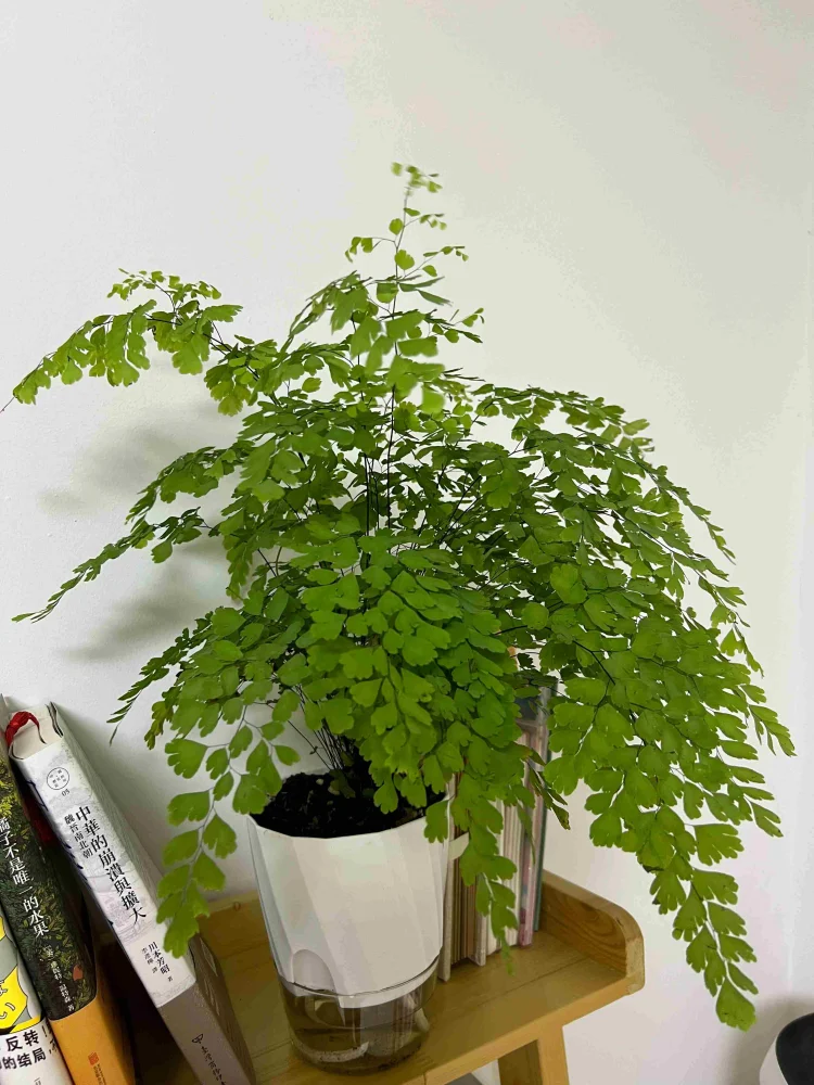 Planter Lazy Hydroponic