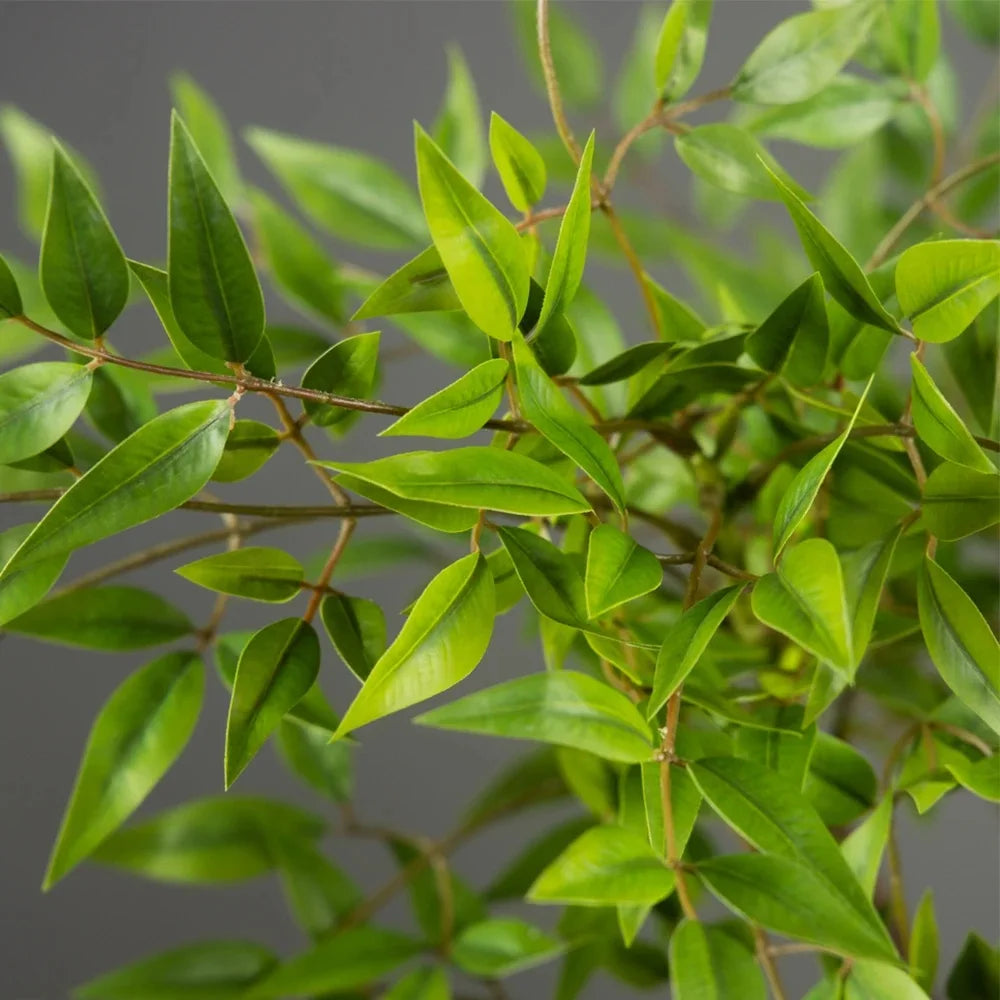 Tree Plants Nandina