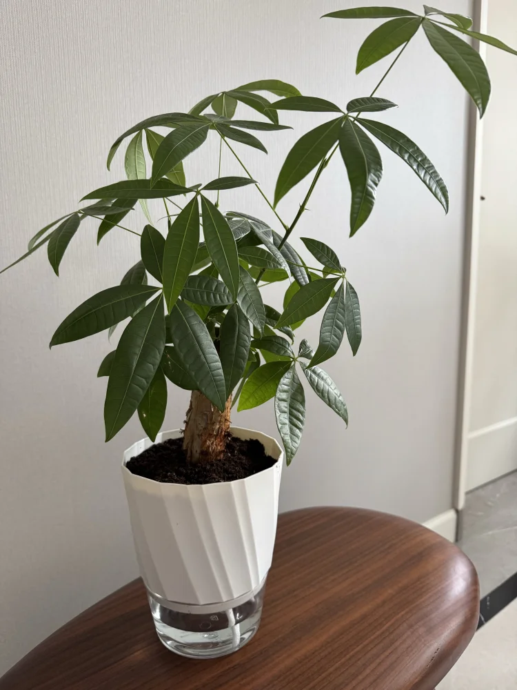 Planter Lazy Hydroponic