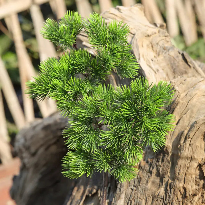 Pine Plant Branch