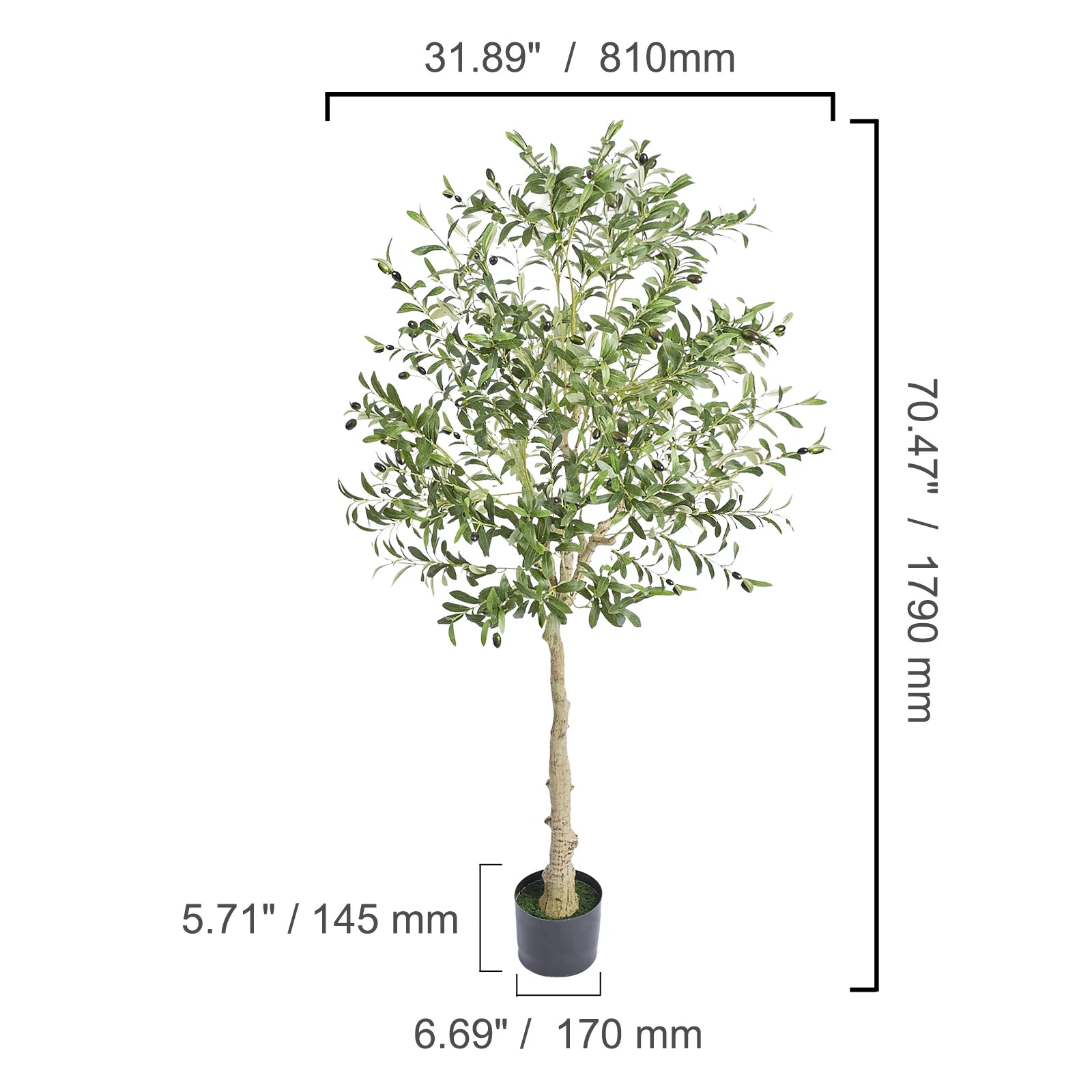 Olive Tree Succebuy