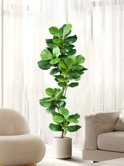 Ficus Tree Fake