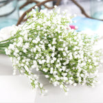 Gypsophila Stems