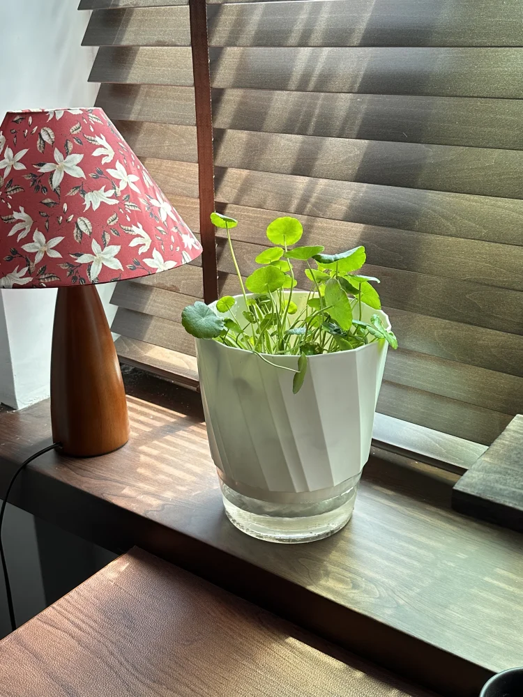 Planter Lazy Hydroponic