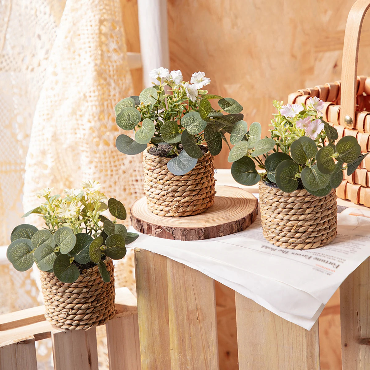 Eucalyptus Xiya Flower