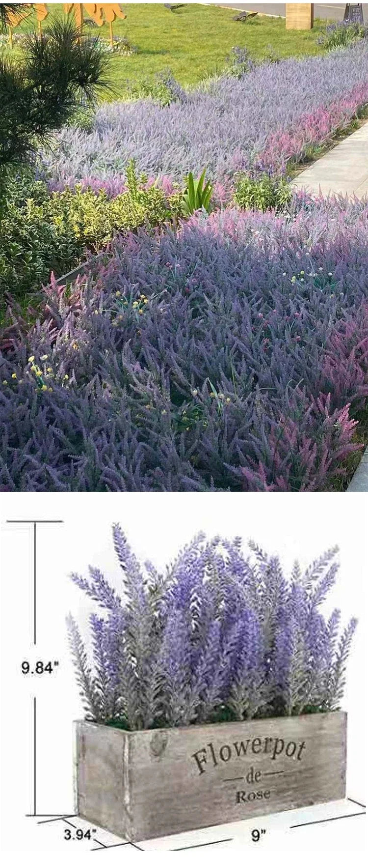 Provence Lavender