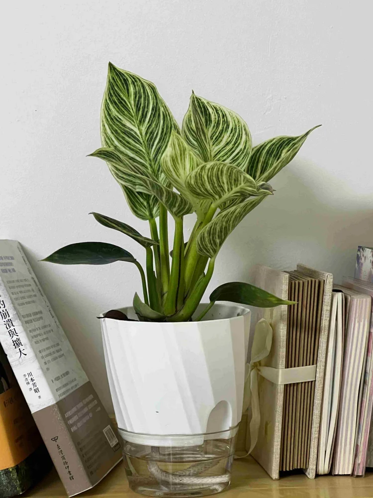 Planter Lazy Hydroponic