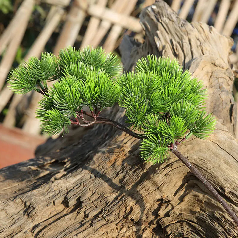 Pine Plant Branch